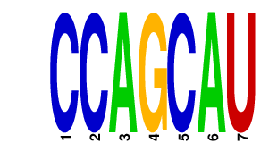 logo of CCAGCAU