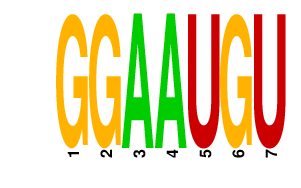 logo of GGAAUGU