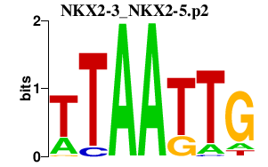 logo of NKX2-3_NKX2-5.p2