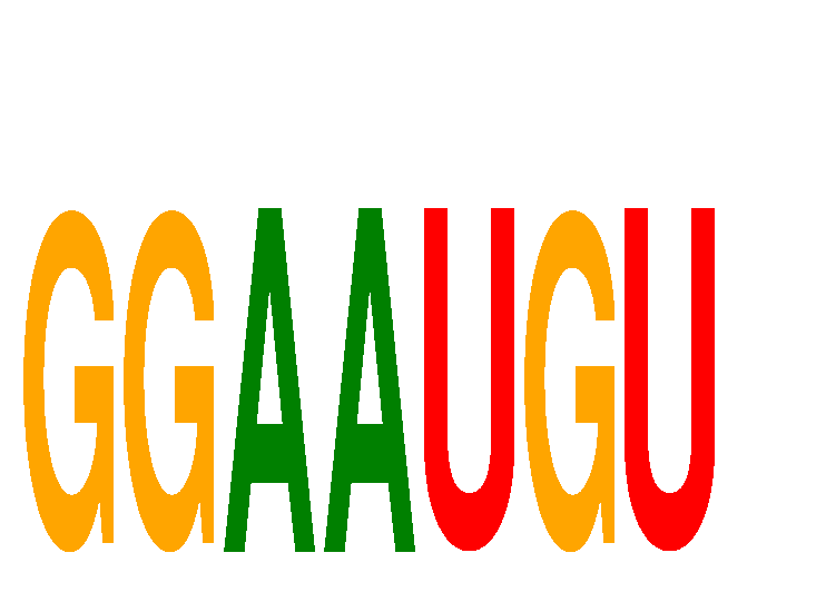 SeqLogo of GGAAUGU