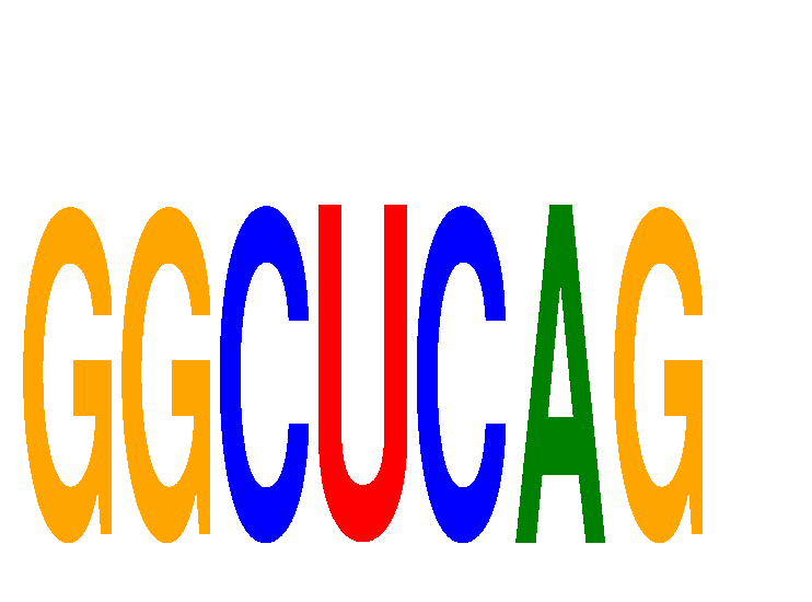 SeqLogo of GGCUCAG