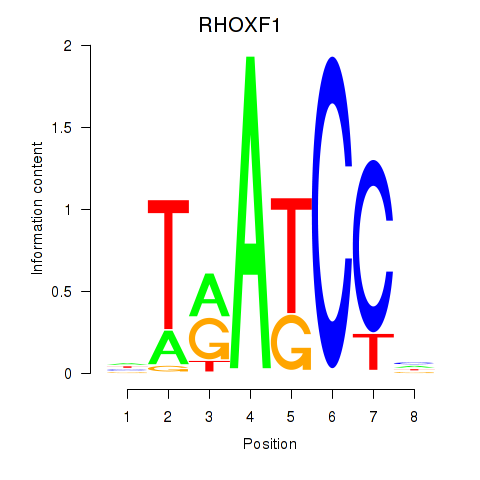 SeqLogo of RHOXF1