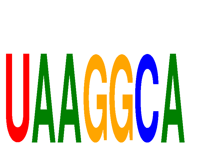SeqLogo of UAAGGCA
