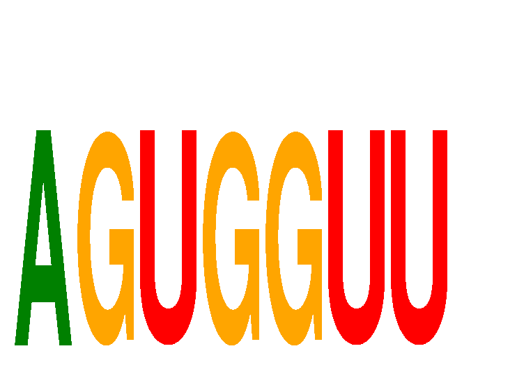 SeqLogo of AGUGGUU