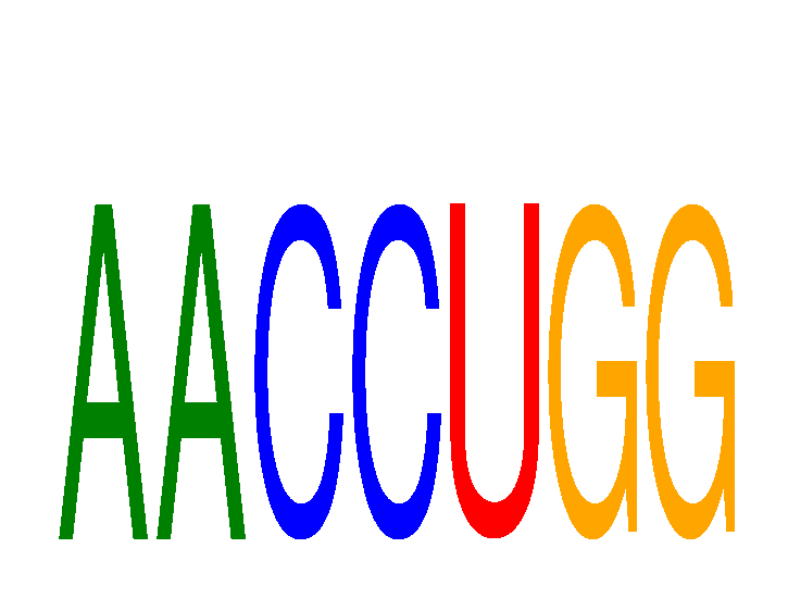 SeqLogo of AACCUGG