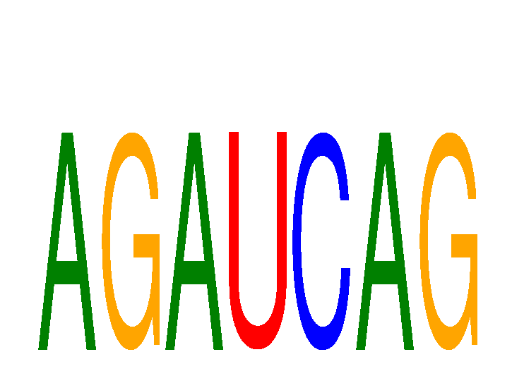 SeqLogo of AGAUCAG