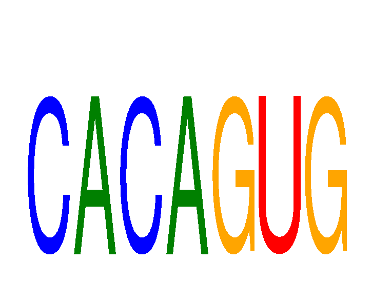 SeqLogo of CACAGUG