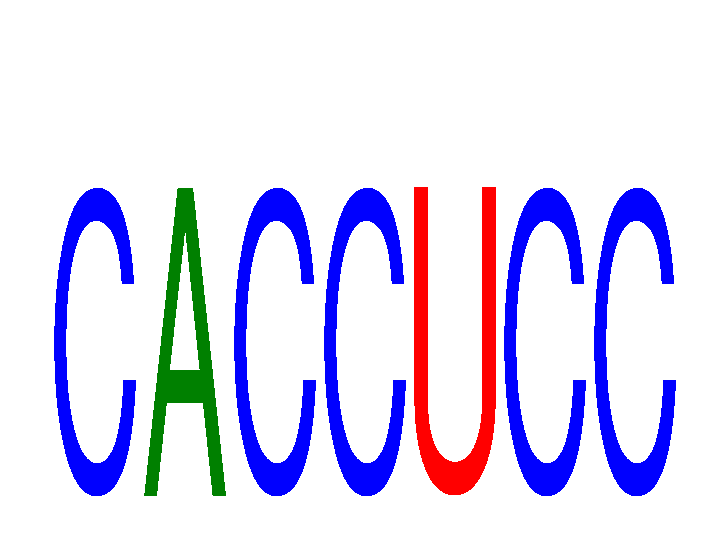 SeqLogo of CACCUCC