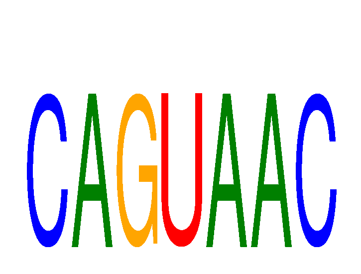 SeqLogo of CAGUAAC
