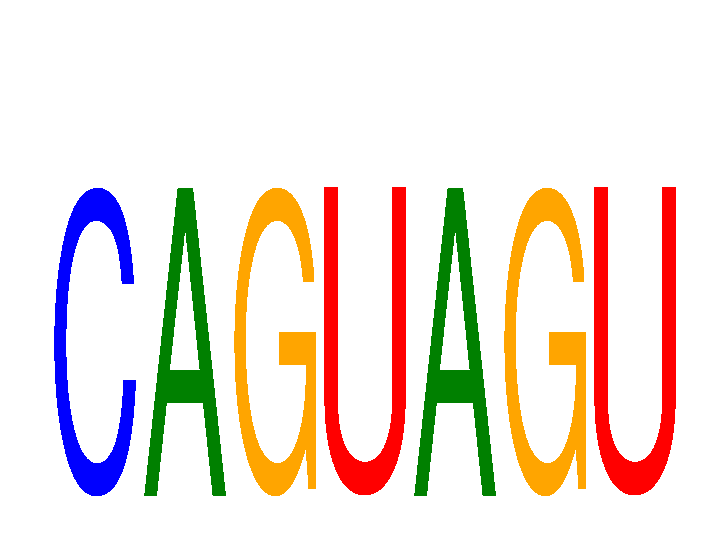 SeqLogo of CAGUAGU