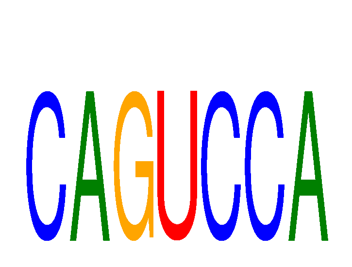 SeqLogo of CAGUCCA