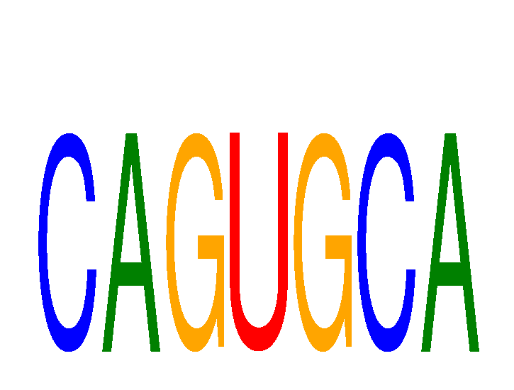 SeqLogo of CAGUGCA