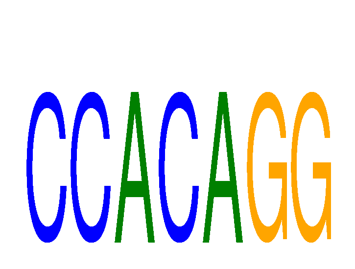 SeqLogo of CCACAGG