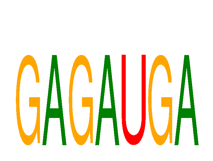 SeqLogo of GAGAUGA