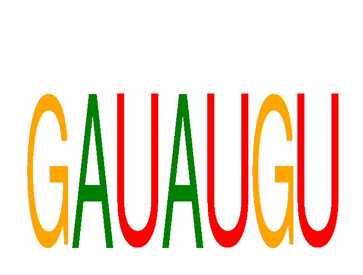 SeqLogo of GAUAUGU