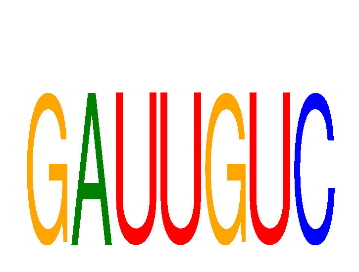 SeqLogo of GAUUGUC