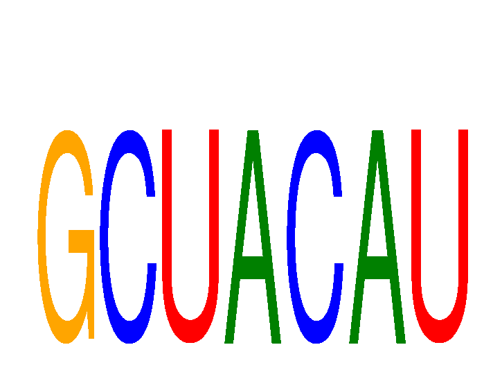 SeqLogo of GCUACAU