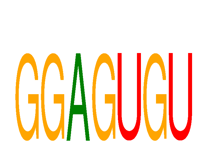 SeqLogo of GGAGUGU