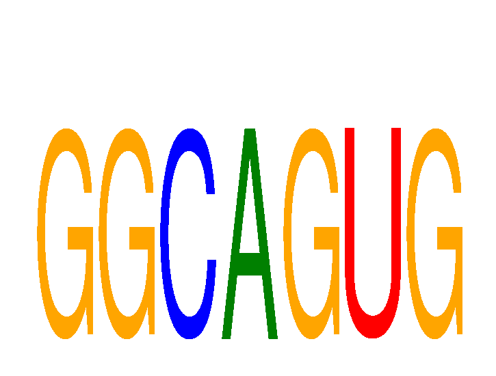 SeqLogo of GGCAGUG