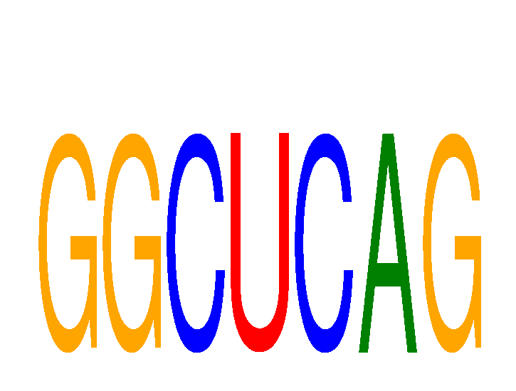 SeqLogo of GGCUCAG
