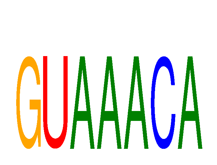 SeqLogo of GUAAACA