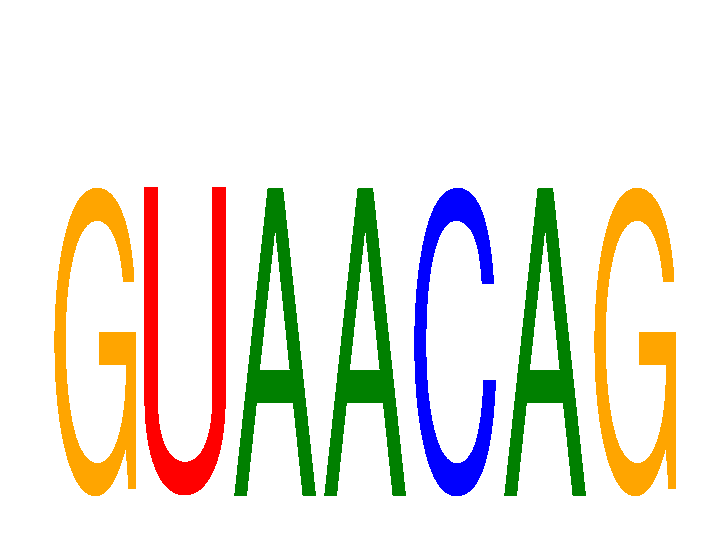 SeqLogo of GUAACAG