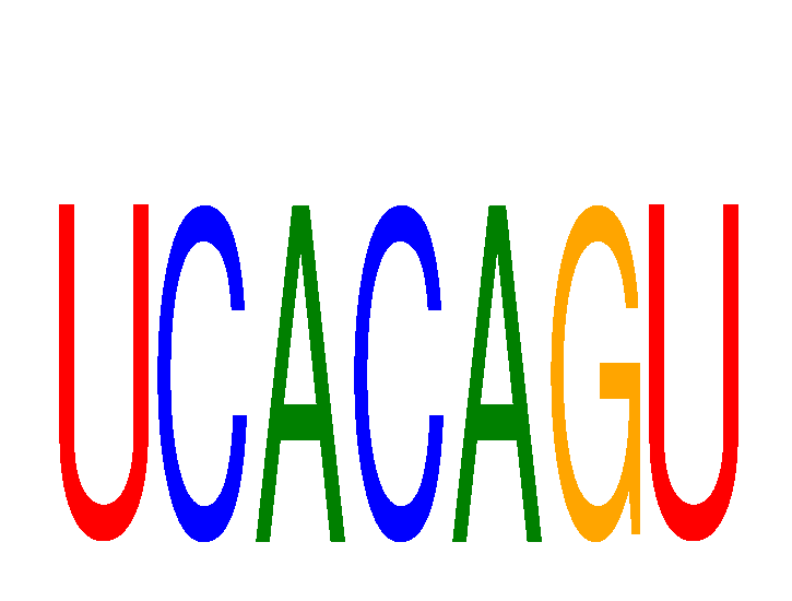 SeqLogo of UCACAGU