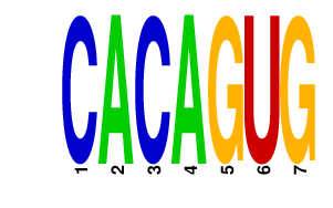 logo of CACAGUG