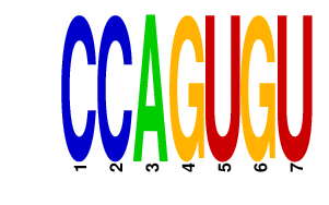 logo of CCAGUGU