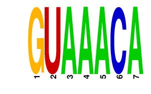 logo of GUAAACA