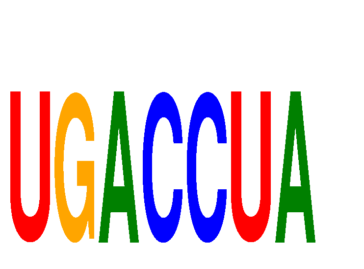 SeqLogo of UGACCUA