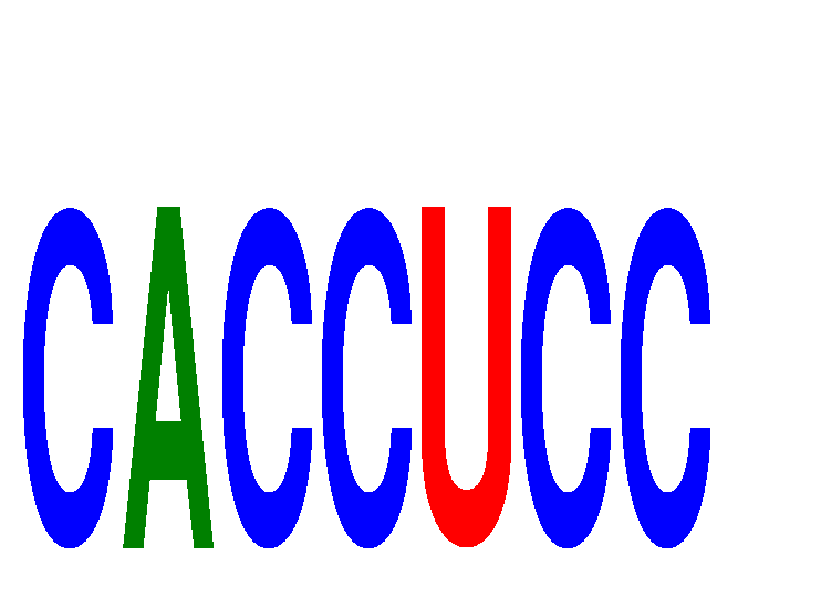 SeqLogo of CACCUCC