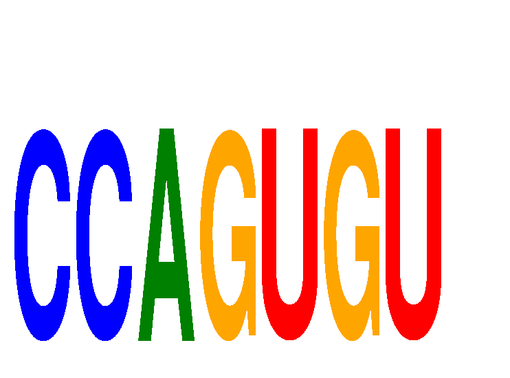 SeqLogo of CCAGUGU