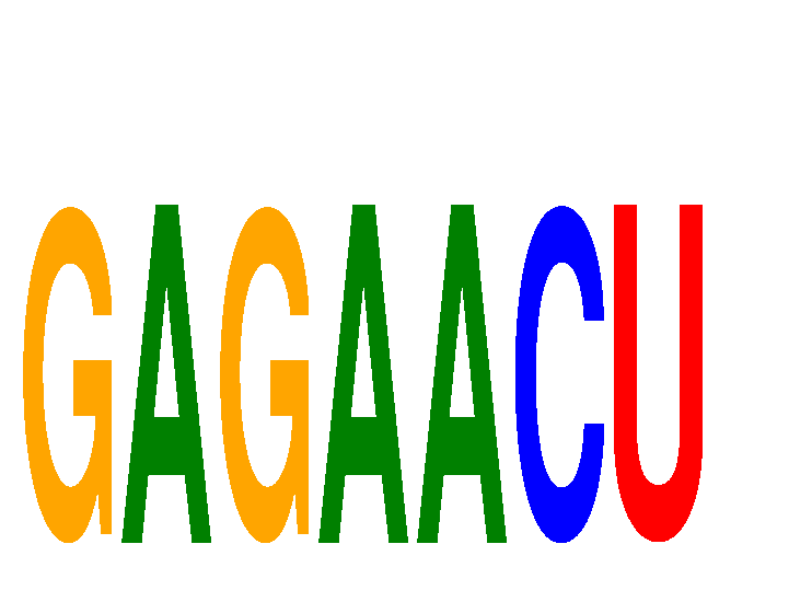 SeqLogo of GAGAACU