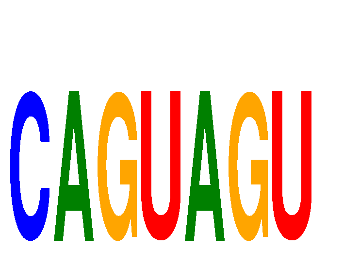 SeqLogo of CAGUAGU