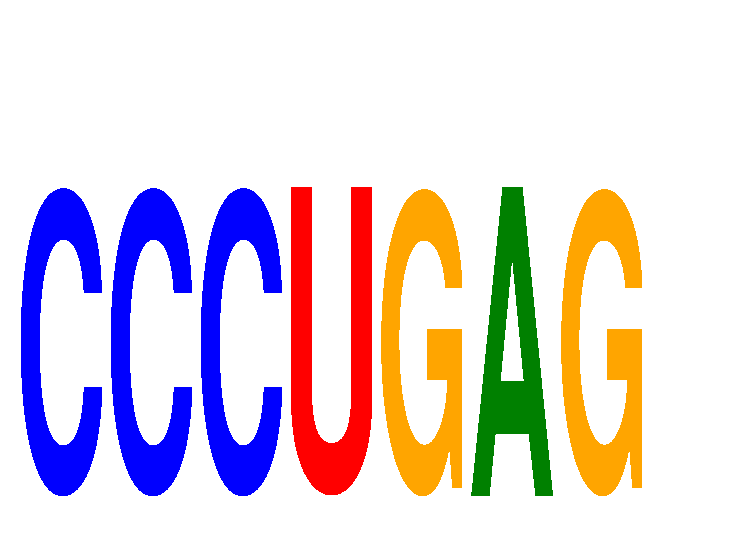 SeqLogo of CCCUGAG