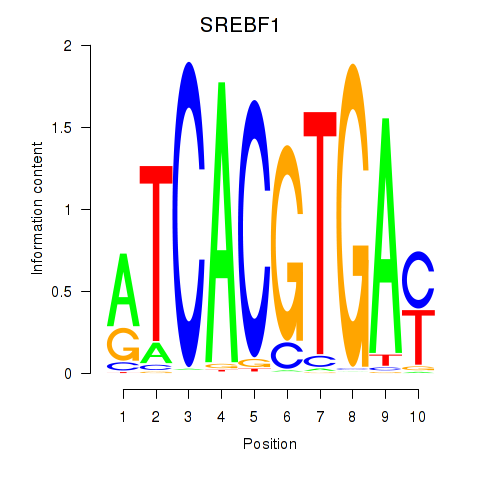SeqLogo of SREBF1_TFE3