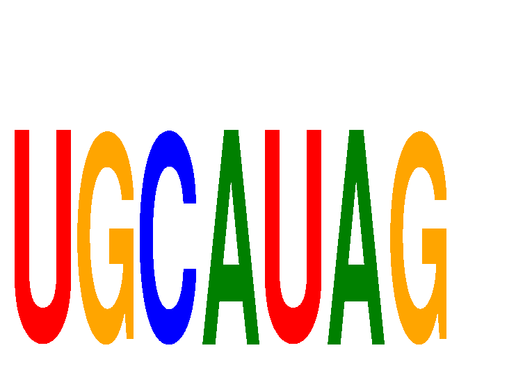 SeqLogo of UGCAUAG