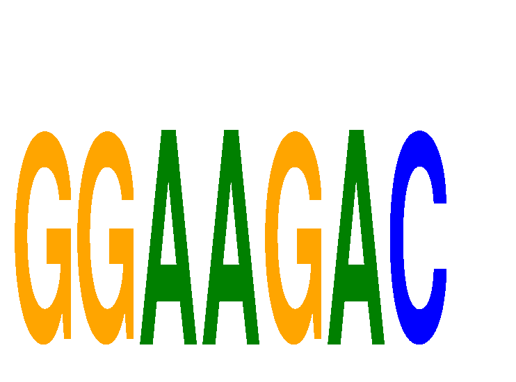 SeqLogo of GGAAGAC