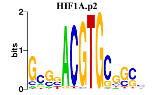 logo of HIF1A.p2