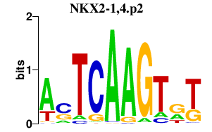 logo of NKX2-1,4.p2