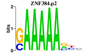 logo of ZNF384.p2