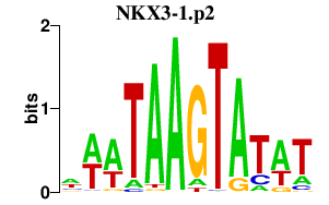 logo of NKX3-1.p2