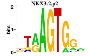 logo of NKX3-2.p2