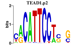 logo of TEAD1.p2