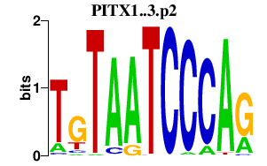 logo of PITX1..3.p2