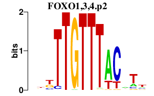 logo of FOXO1,3,4.p2