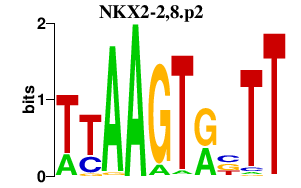 logo of NKX2-2,8.p2