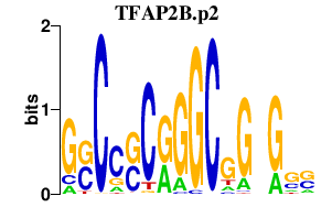 logo of TFAP2B.p2