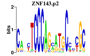 logo of ZNF143.p2